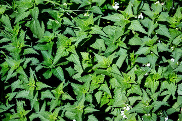 Background of green stinging nettle plants