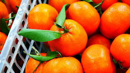 Close-up of nice ripe tangerines in a trading basket