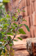 Tulsi Plant or Holy Basil Plant with Leaves and Flowers in Vertical Orientation
