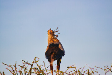 A magnificent Secretary bird scans the Samburu plains from the vantage point of the top of an...