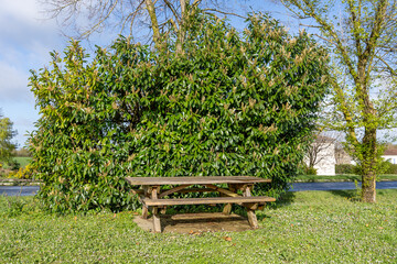 Sunlit Park Bench Amidst Spring Greenery