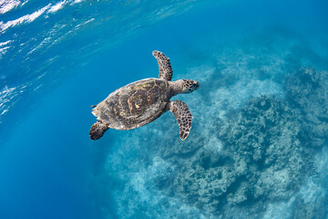 Obraz na płótnie Canvas Eretmochelys imbricata Hawksbill sea turtle swimming in blue lagoon
