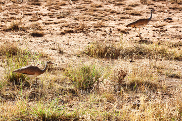A Pair of white bellied bustards hunt for insects in the dry grass plains at the Buffalo Springs Reserve in Samburu County, Kenya