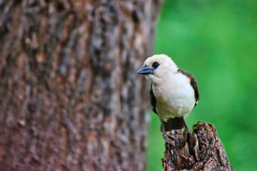 Close up of a white headed buffalo weaver at the Buffalo Springs Reserve in Samburu County, Kenya