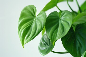 Philodendron hederaceum or Heartleaf philodendron green leaves on white background - obrazy, fototapety, plakaty