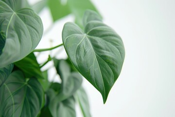 Philodendron hederaceum or Heartleaf philodendron green leaves on white background