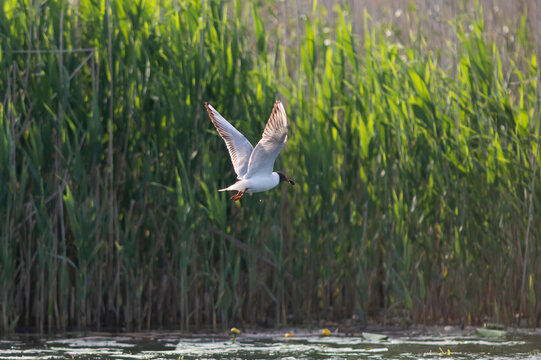 Pallas's gull, also known as the great black-headed gull seen in the Danube Delta, Romania