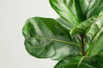 Fototapeta na wymiar Fiddle Leaf Fig white leaves on white background