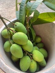 Fresh green mangoes from garden, high vitamin C.
