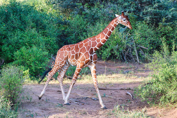 A magnificent endangered Reticulated Giraffe, endemic to North Kenya, takes a stroll in the evening...