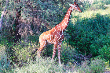 A magnificent endangered Reticulated Giraffe, endemic to North Kenya in the golden afternoon light...