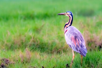 Gray Heron in the field