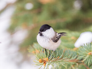 Cute bird the willow tit, song bird sitting on the fir branch