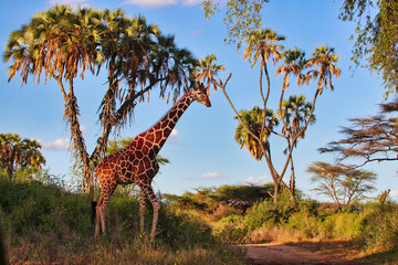 A stately endangered Reticulated Giraffe stands tall against Doum palms, endemic to North Kenya at...