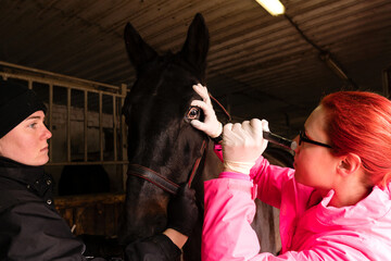 Vet performing an ophthalmic exam on a horse