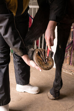 Person cleaning horse's hooves in stable