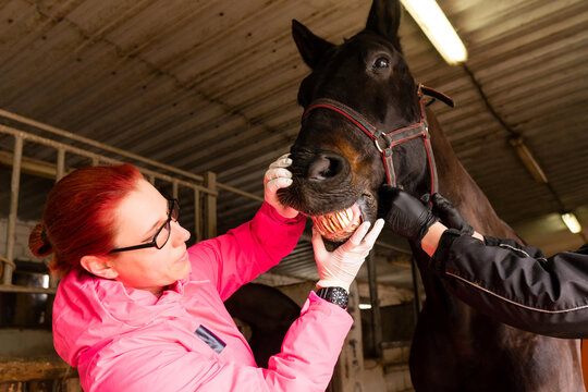 Veterinary dentist inspecting black horse's teeth