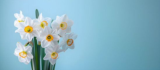 A fresh scented bouquet of white narcissus isolated on a pastel backdrop. Perfect for wedding decor or special occasions. - obrazy, fototapety, plakaty
