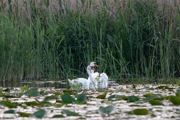 Beautiful swan family with cygnets - 775572009