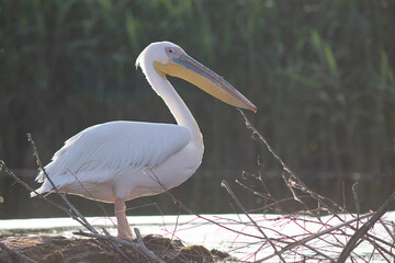 Great White Pelican (Pelecanidae) in the Danube Delta, Romania