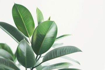 Ficus elastica or rubber plant in pot on white background.