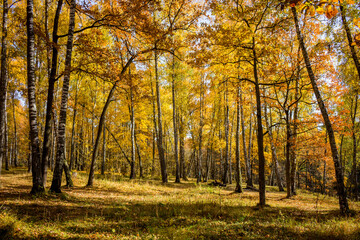 Bright beautiful birch grove in autumn in October