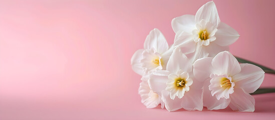 Fototapeta na wymiar A fresh scented bouquet of white narcissus on a colored backdrop, perfect for decoration or as a gift for a celebration.