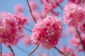 ヨコハマヒザクラ 横浜緋桜 関東のお花見