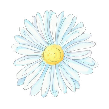 Watercolor daisy. Romantic chamomile, rustic style. Springtime herb clip art. Isolated
