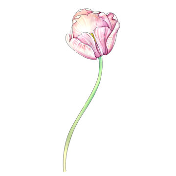 Watercolor tulip clip art. Romantic springtime flower. Botanical vintage, rustic style, hand drawn