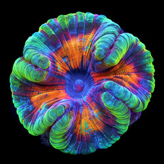 colourful fluorescent coral isolated on black background