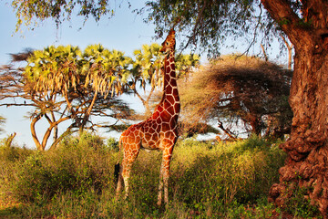 A magnificent endangered Reticulated Giraffe, endemic to North Kenya, feeds from a tree in the...