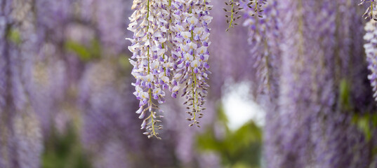 Blooming Wisteria Sinensis with classic purple flowers in full bloom in drooping racemes against the sky. Garden with wisteria in spring. © svetograph