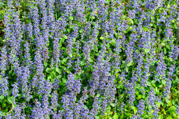 Parterre de fleurs au printemps