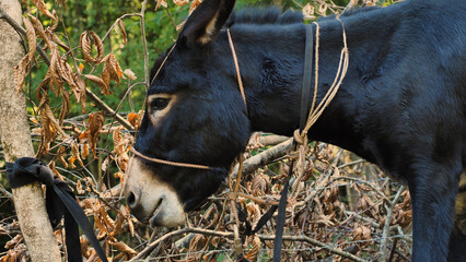 A black donkey, with a sleek coat, is tied to a leafless tree in a rural or natural environment....