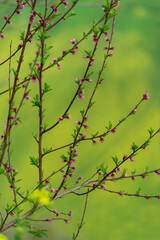Fototapeta na wymiar Arbre en fleurs au printemps