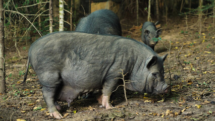 A group of wild boars in their natural habitat. Close-up of a sow. Behind her stands a boar and a small black piglet.