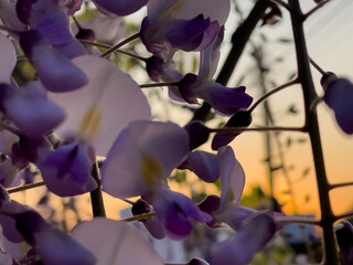 Blooming Wisteria Sinensis with scented classic purple flowersin full bloom in hanging racemes closeup. Garden with wisteria in spring