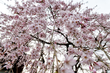 茨城県水戸市　桜咲く六地蔵寺