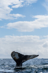 Obraz premium Close-up of the tail of a diving humpback whale -Megaptera novaeangliae. Image taken in the Graham passage, near Charlotte Bay, Antarctic Peninsula.