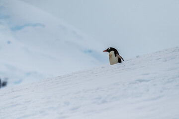 Fototapeta premium Close-up of a Gentoo Penguin -Pygoscelis papua- walking along a penguin highway in a snowy landscape of the colony at Danco island, on the Antarctic Peninsula