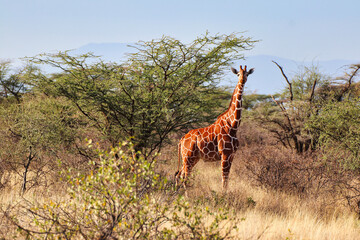 An endangered Reticulated Giraffe,endemic to North Kenya, in the bright afternoon sun watches out...