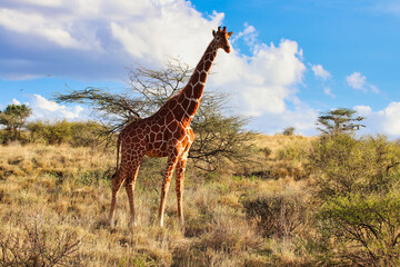 A magnificent endangered Reticulated Giraffe,endemic to North Kenya in the bright afternoon sun with bright blue skies at the vast  Buffalo Springs Reserve in Samburu County, Kenya