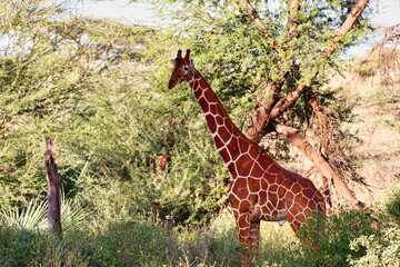An endangered Reticulated Giraffe,endemic to North Kenya, in the bright afternoon sun watches out...
