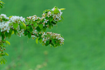 Arbre en fleurs au printemps