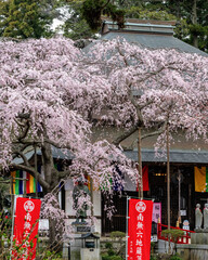 茨城県水戸市　桜咲く六地蔵寺