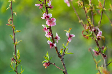 Arbre en fleurs au printemps