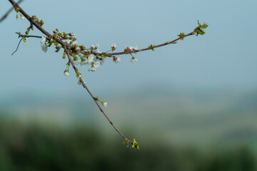 Arbre en fleurs au lever du jour