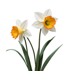 Daffodil element in PNG format with transparent background