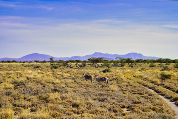 A Pair of endangered Beisa Oryx,native to North Kenya watch out for danger in the dry grass plains...